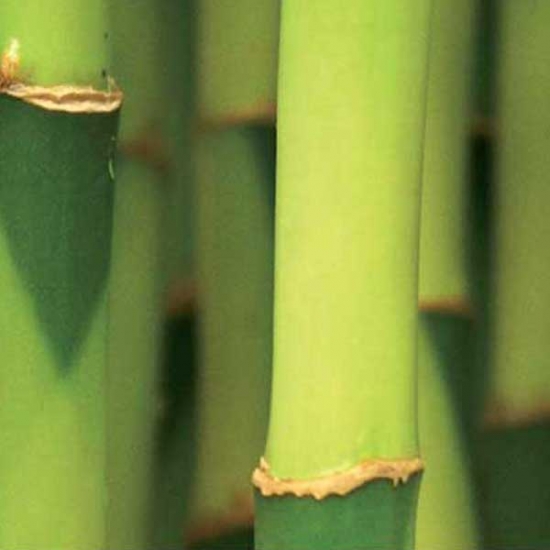 Bamboo Duvet